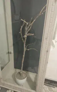 بوفه مخصوص پرنده