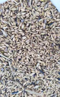 ضایعات بوجاری