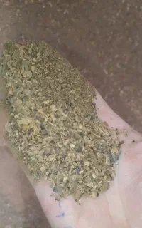 سویایویاگل بهار درجه ۲