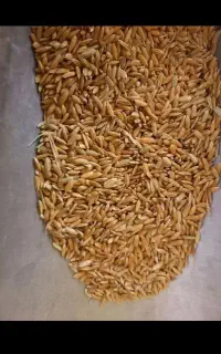 چلتوک