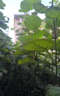 فروش نهال کیوی