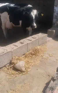 گاو هلشتاین