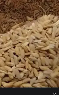 چلتوک چمپای چین