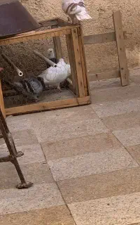 کبوتر باخت رفته دیروز