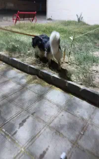 هاسکی