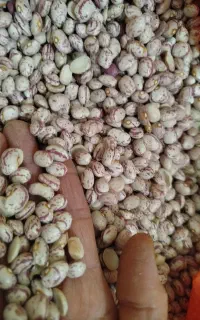 همه نوع حبوبات  خمین