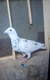 کفتر سار کرمانی