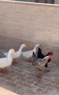 2 عدد مرغ تخم‌گذار سه عدد اردک اونم تخم میزاره