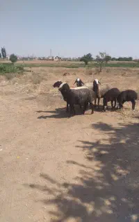 ۴ راس میش اصیل درجه یک