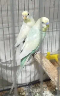 مرغ عشق مولد