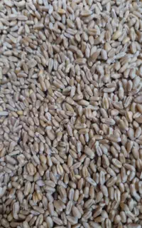 گندم جو کاه سویا ذرت یونجه سبوس
