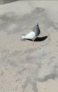 کبوتر
