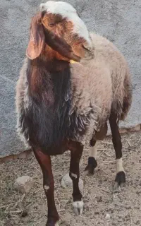 قوچ شال سان