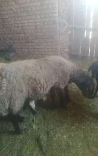 شیشک 2 دندان همو قیمت مناسب