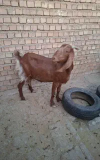 بز وکهره پاکستانی بسیارشیرا..دوقلو وبه قلوزا