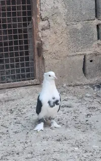کفتر
