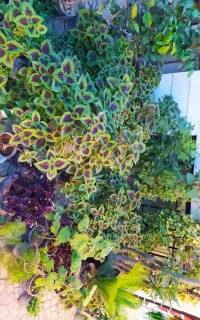 حراج گل حسن یوسف در سایز بندی