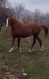اسب مادیان کرد کرند ۵نشان