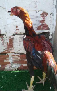 جفت لاری