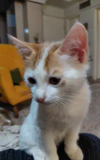 گربه خونگی سفید طلایی