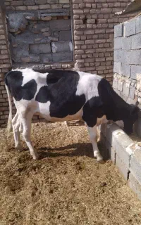 گوساله