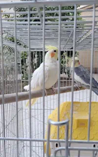 عروس هلندی نر و ماده