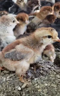 جوجه گلپایگان ۱ هفته ای عمده و خرده