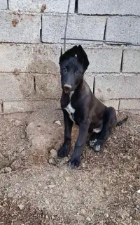 توله سگ ژرمن نر