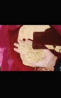 گندم دیم مناسب دام و نان..