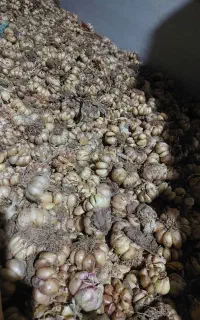 سیر محلی