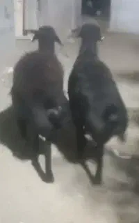 قوچ،افشاری