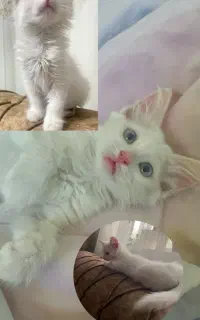 بچه گربه پرشین عروسکی ۳‌ماهه