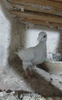 مسافتی