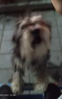 سگ پاکوتاه