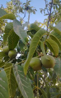 گردو تازه