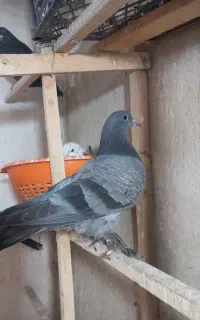 کبوتر یا کفتر