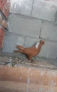 باشی ساری نر