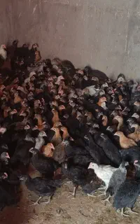 جوجه مرغ وخروس محلی پا مشکی