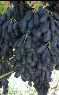 نهال انگور موندراپ