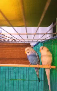 مرغ عشق نر ماده جفت با لوازم