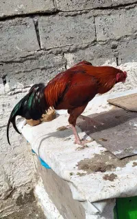 جوجه لاری اصل