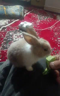 خرگوش و پلت خرگوش