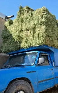 یونجه درجه یک پرس و کوفته