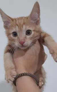 گربه نارنجی dsh برای واگذاری رایگان