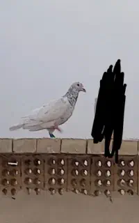 کبوتر پرنده کفتر