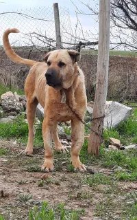 سگ پژدر معاوضه با ماده