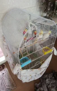 یک جفت عروس هلندی سرحال