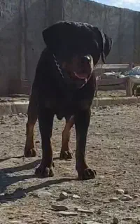 ماده پوزه دلقکی روتفایلر کنکورسو دوبر داگو مولد