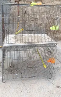 قفس پرنده