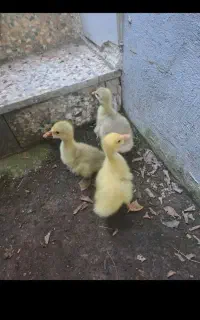 جوجه غاز